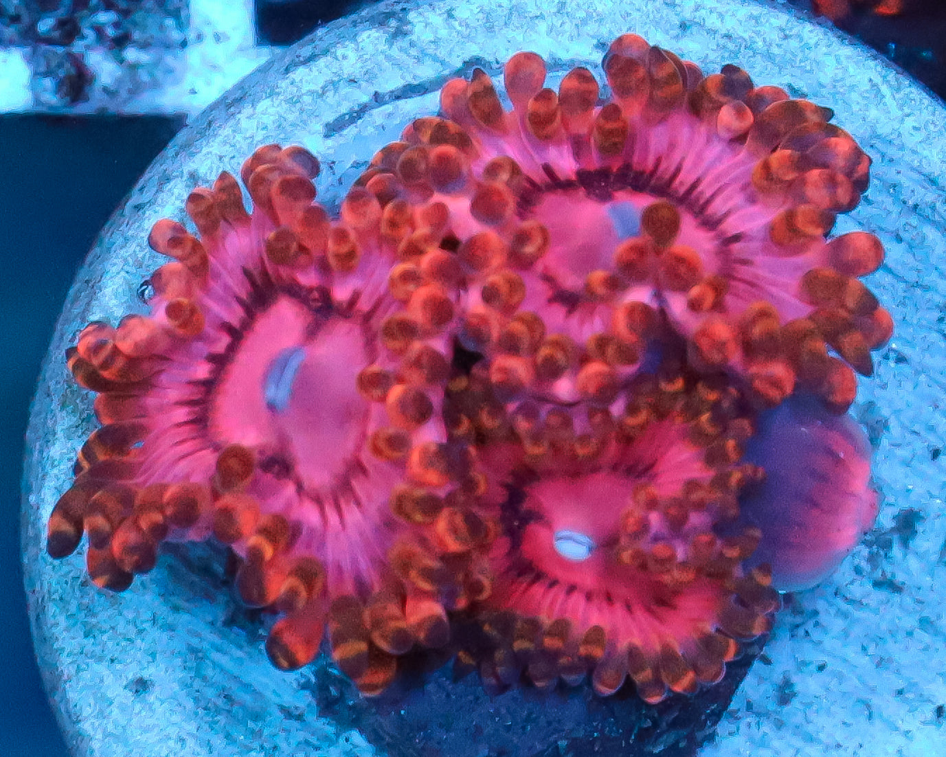 818'S PINK GODESS ZOAS