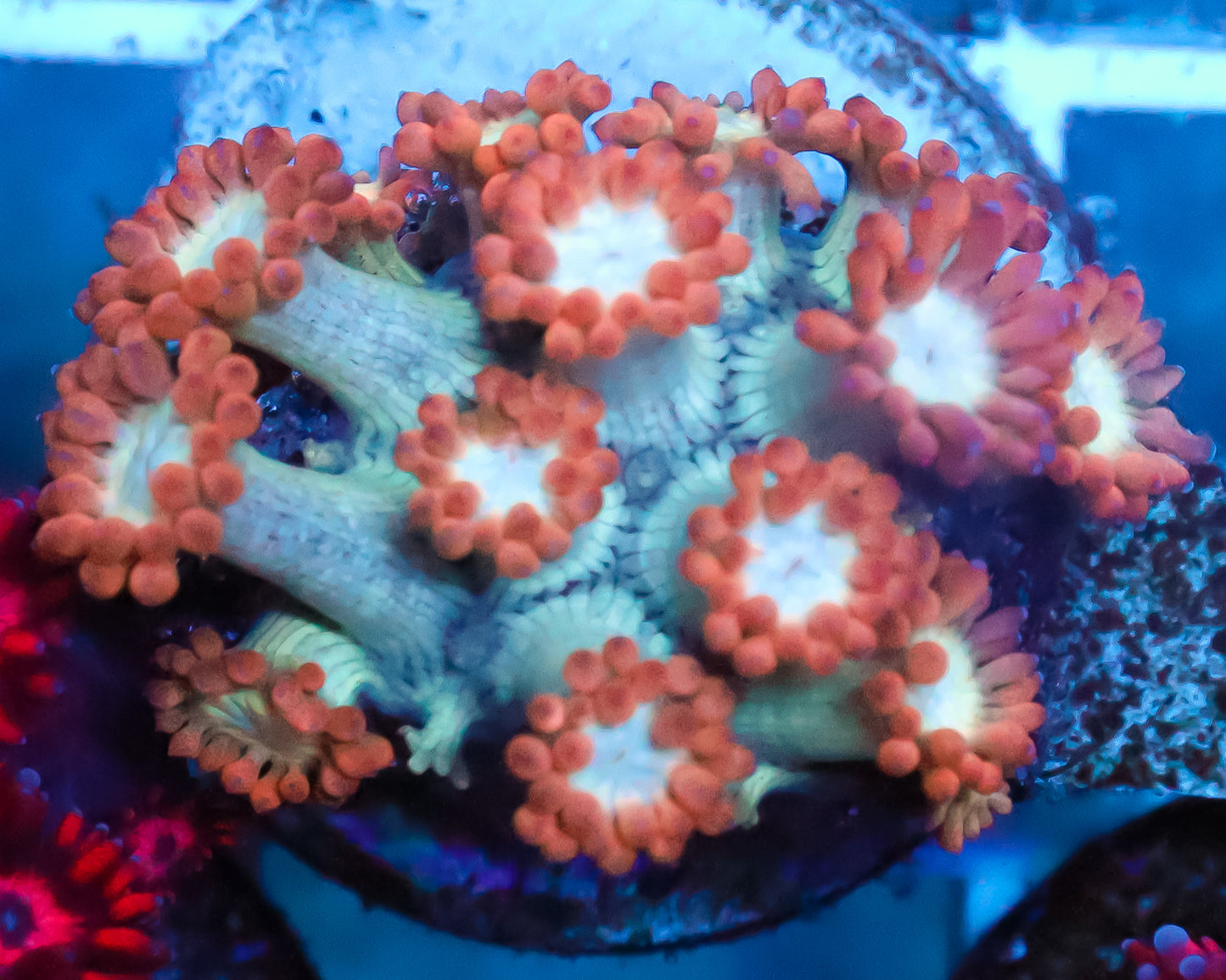ULTRA ALVEOPORA