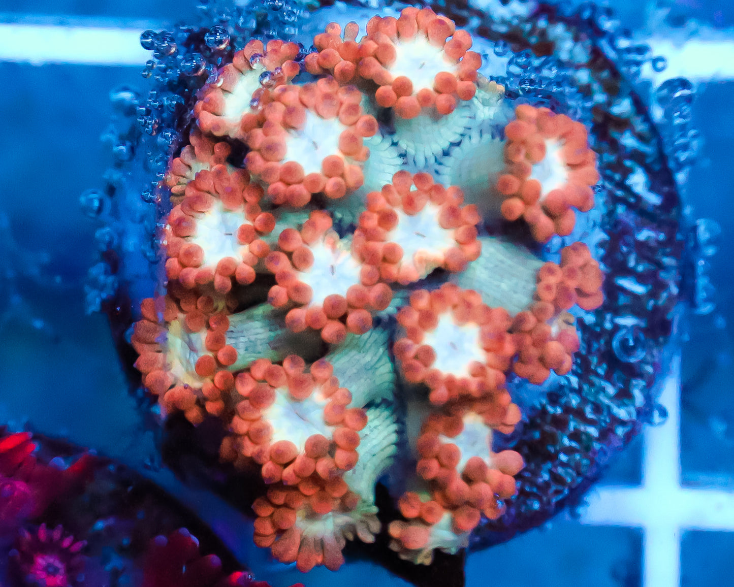 ULTRA ALVEOPORA