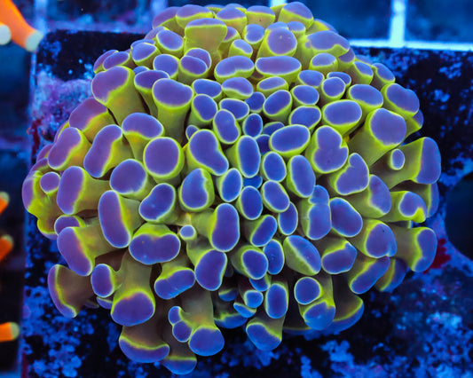 ULTRA HOLOGRAM AQUACULTURED