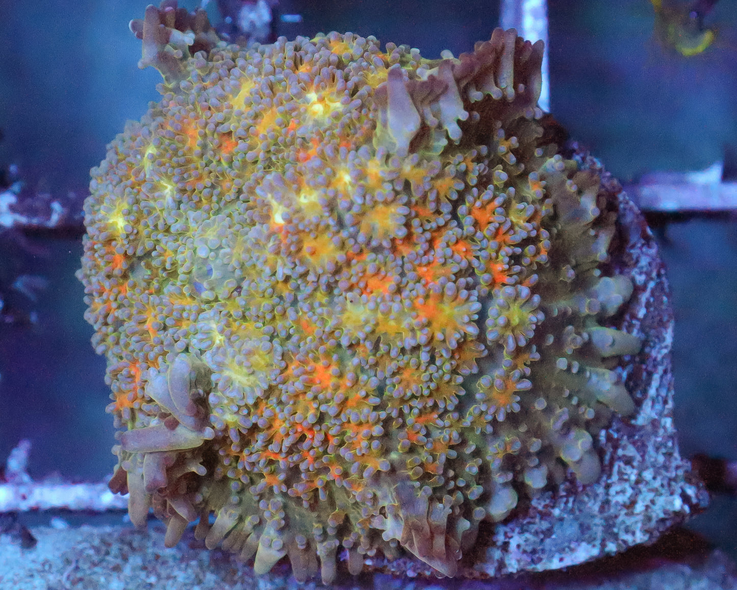 INDO MUSHROOM