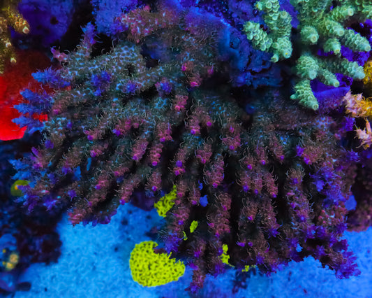 818's Jack Frost Acro