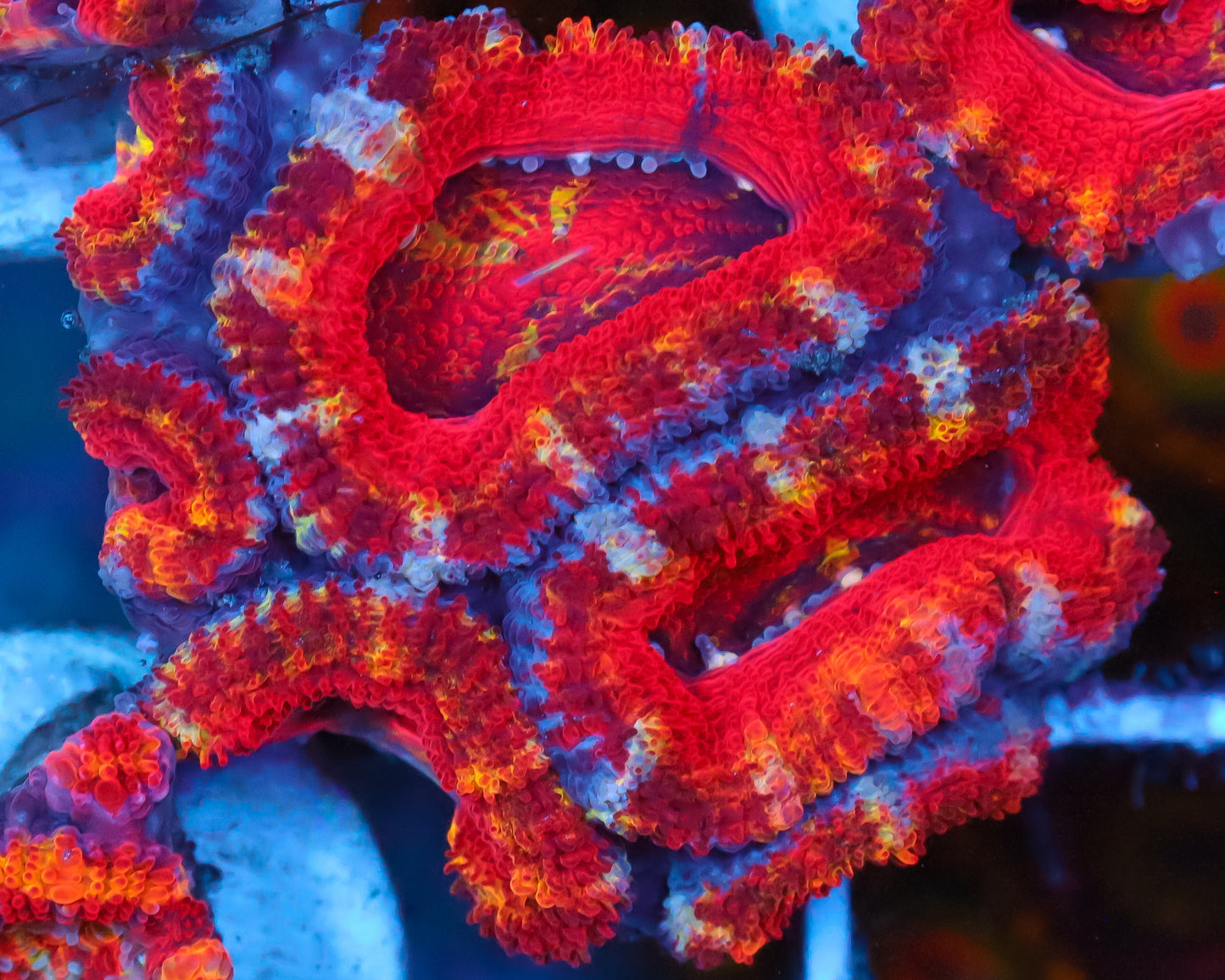 RAINBOW ACAN