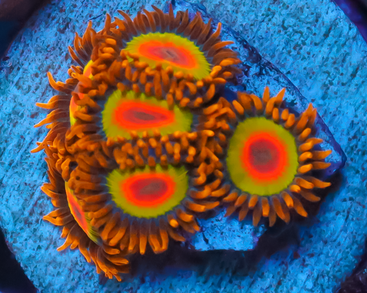 RASTA ZOAS