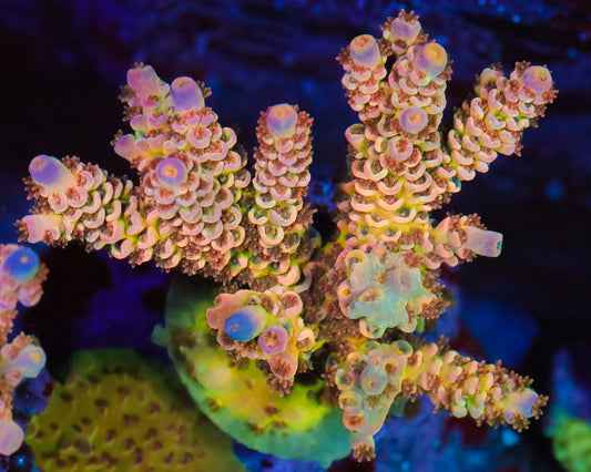 818'S ADVENTADOR TENUIS