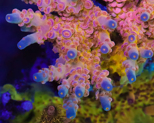 818'S FOUR LOKO TENUIS