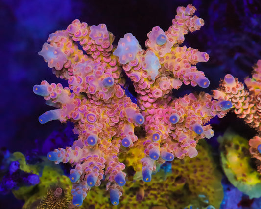 818'S FOUR LOKO TENUIS