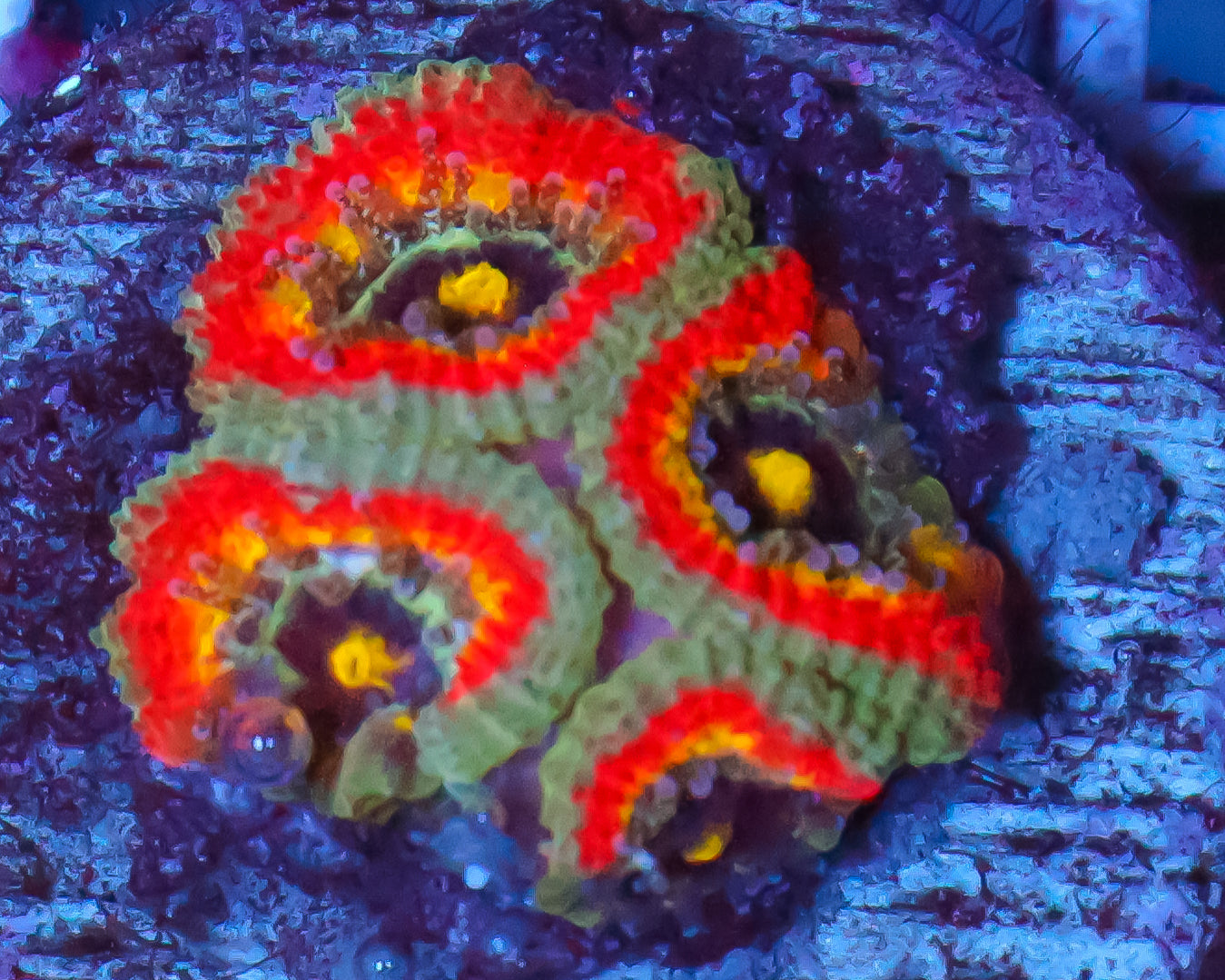 HOLY GRAIL MICROMUSSA