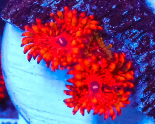 FLAMING MOHICIAN ZOAS