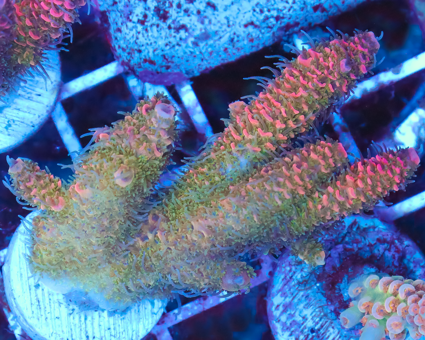 818'S BACKDRAFT MILLIE MINI COLONY