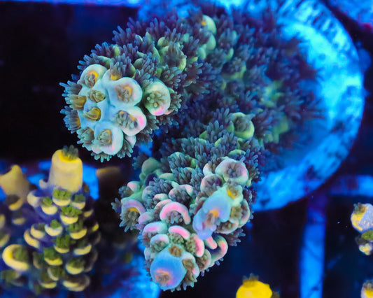 818'S SUMMERTIME SADNESS TENUIS