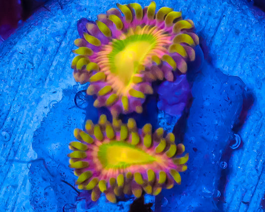 PINK MINEFIELD ZOAS