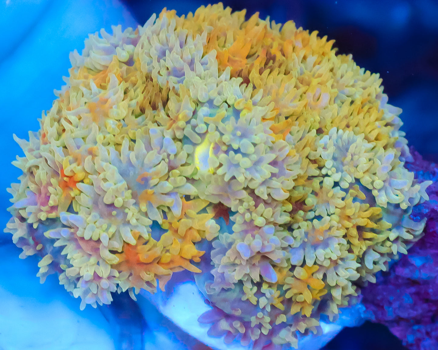 RAINBOW FRANKENSTEIN MUSHROOM