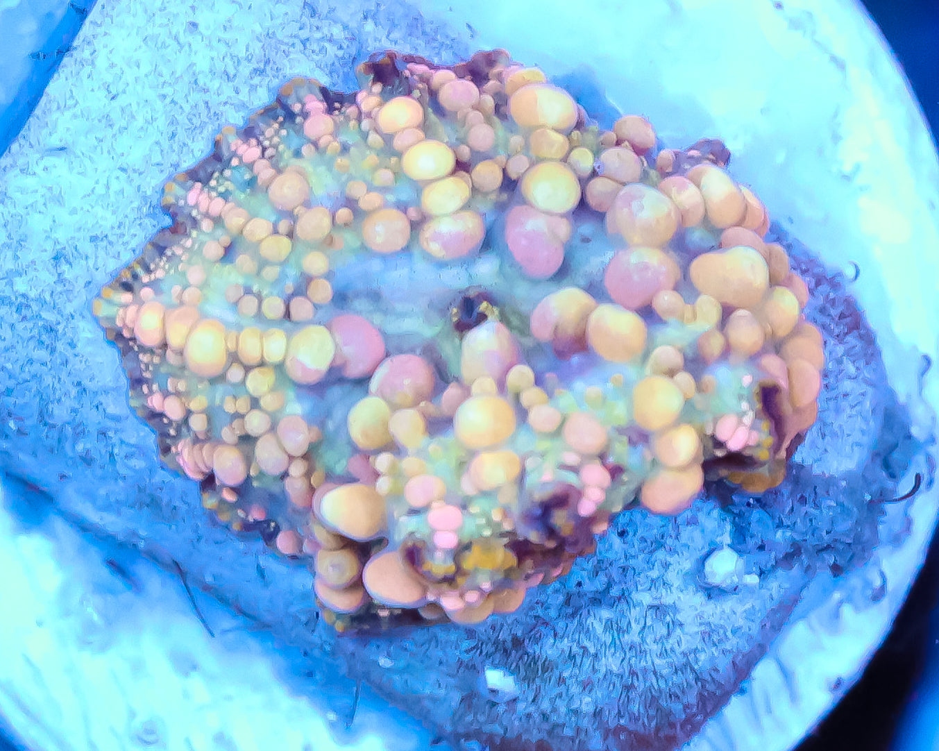 NEPTUNE BOUNCE MUSHROOM