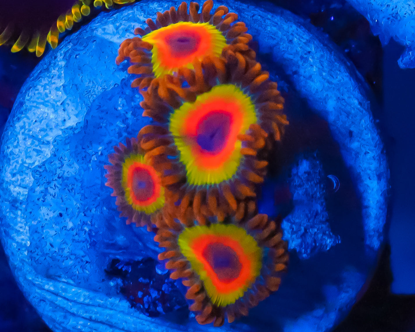 RASTA ZOAS