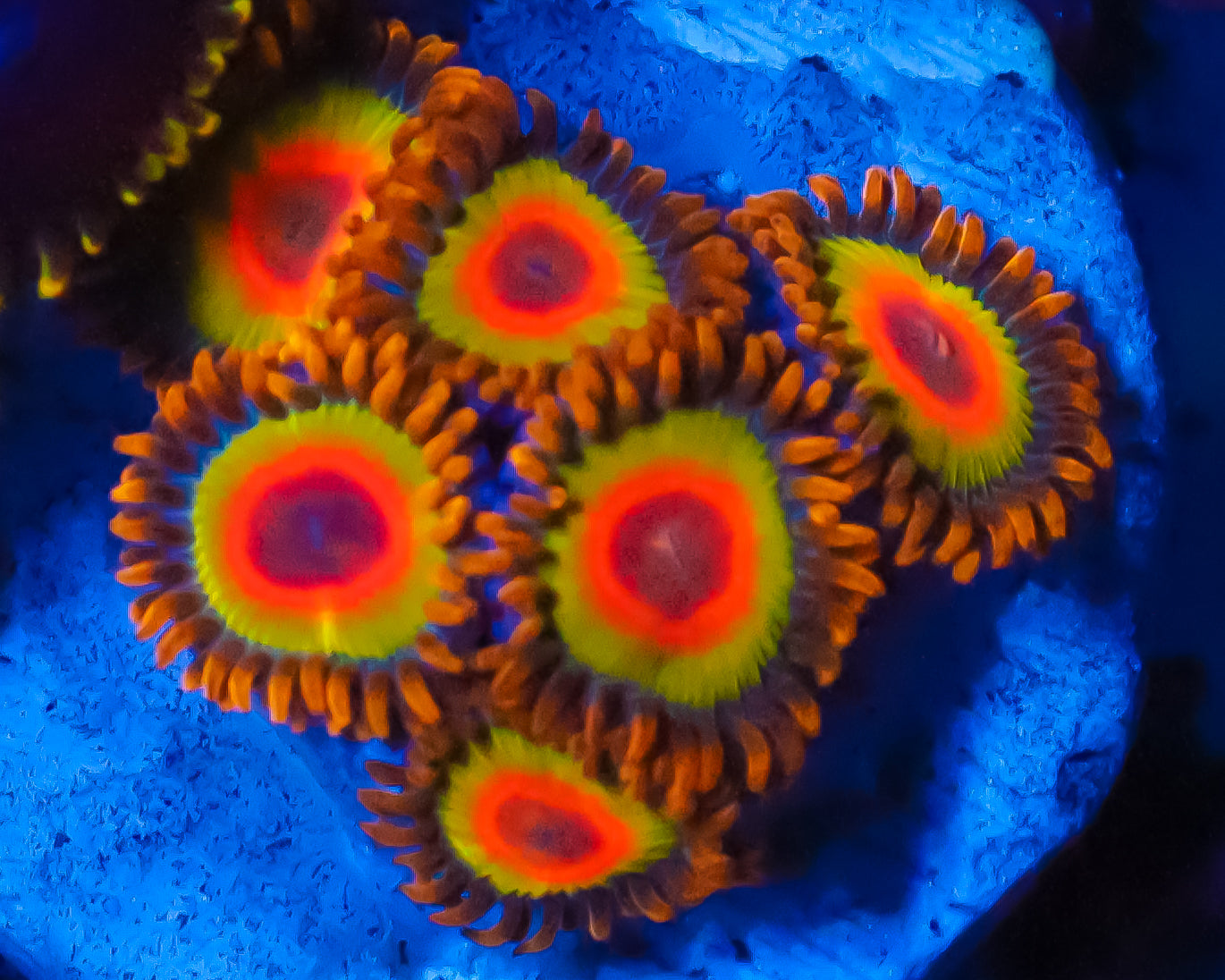 RASTA ZOAS