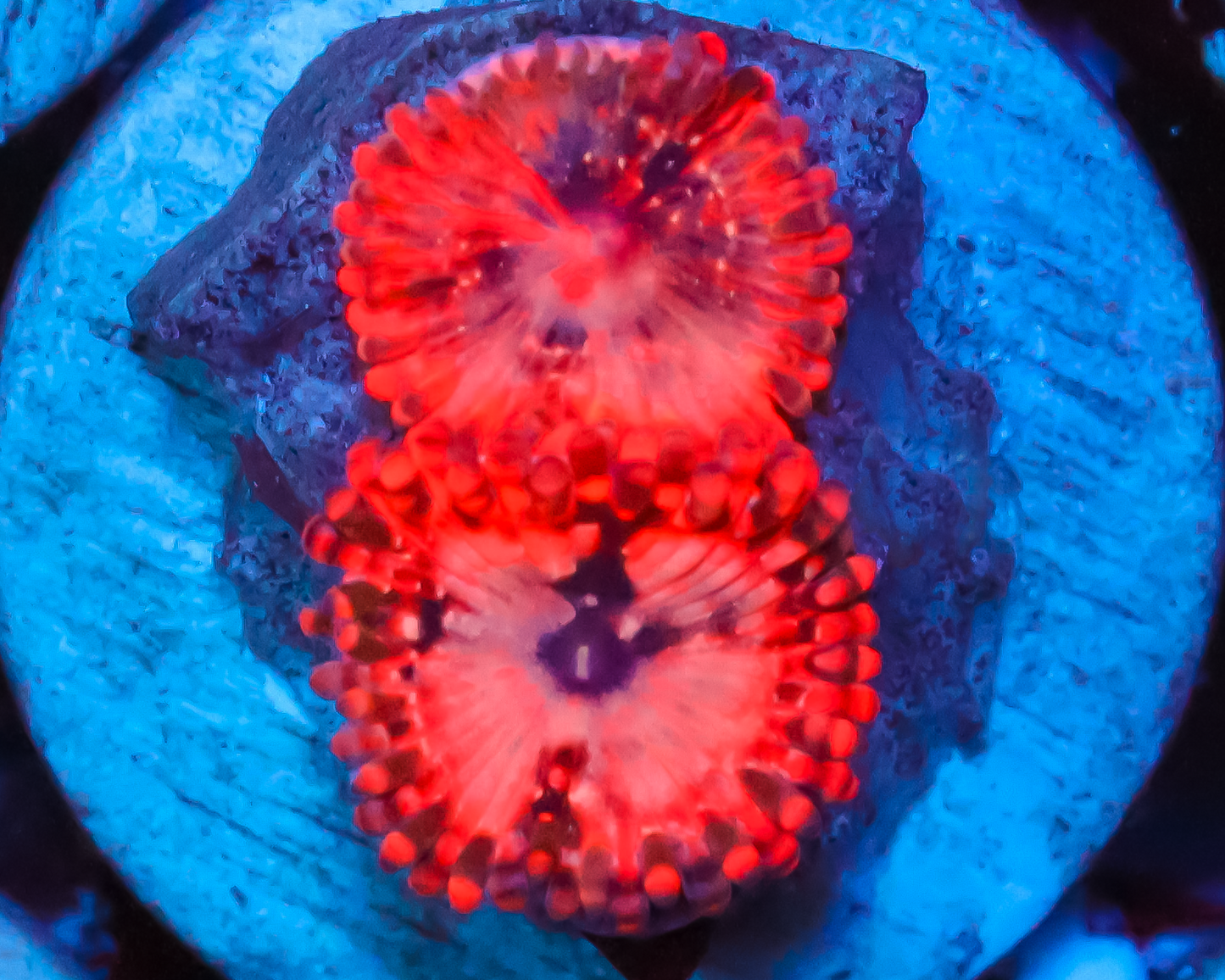 UTTER CHAOS ZOAS