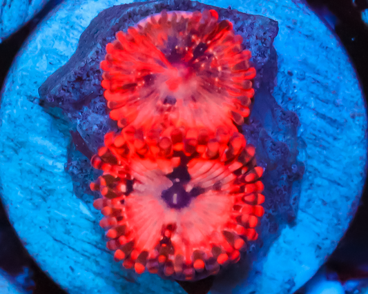 UTTER CHAOS ZOAS