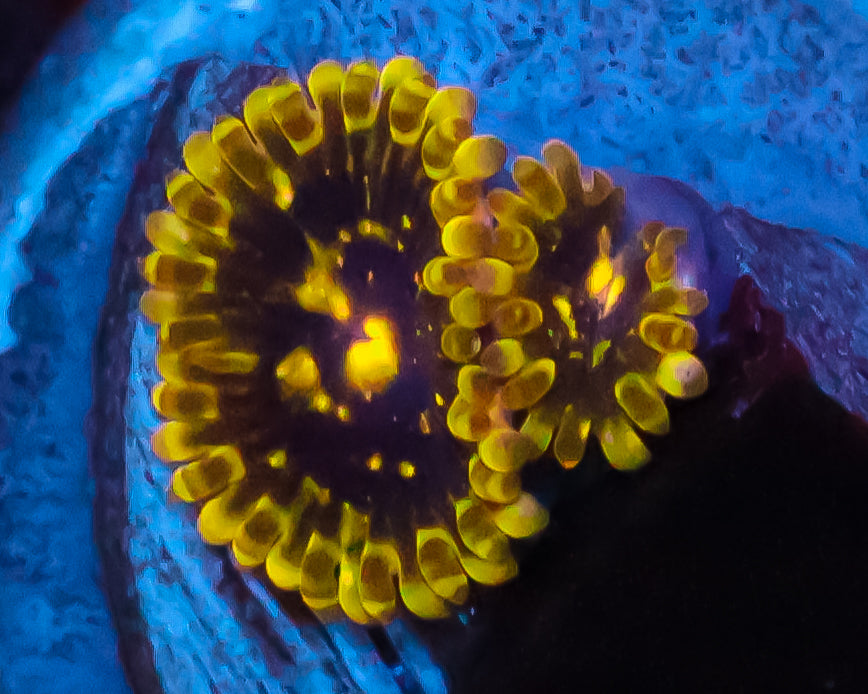 EXOSPHERE ZOAS