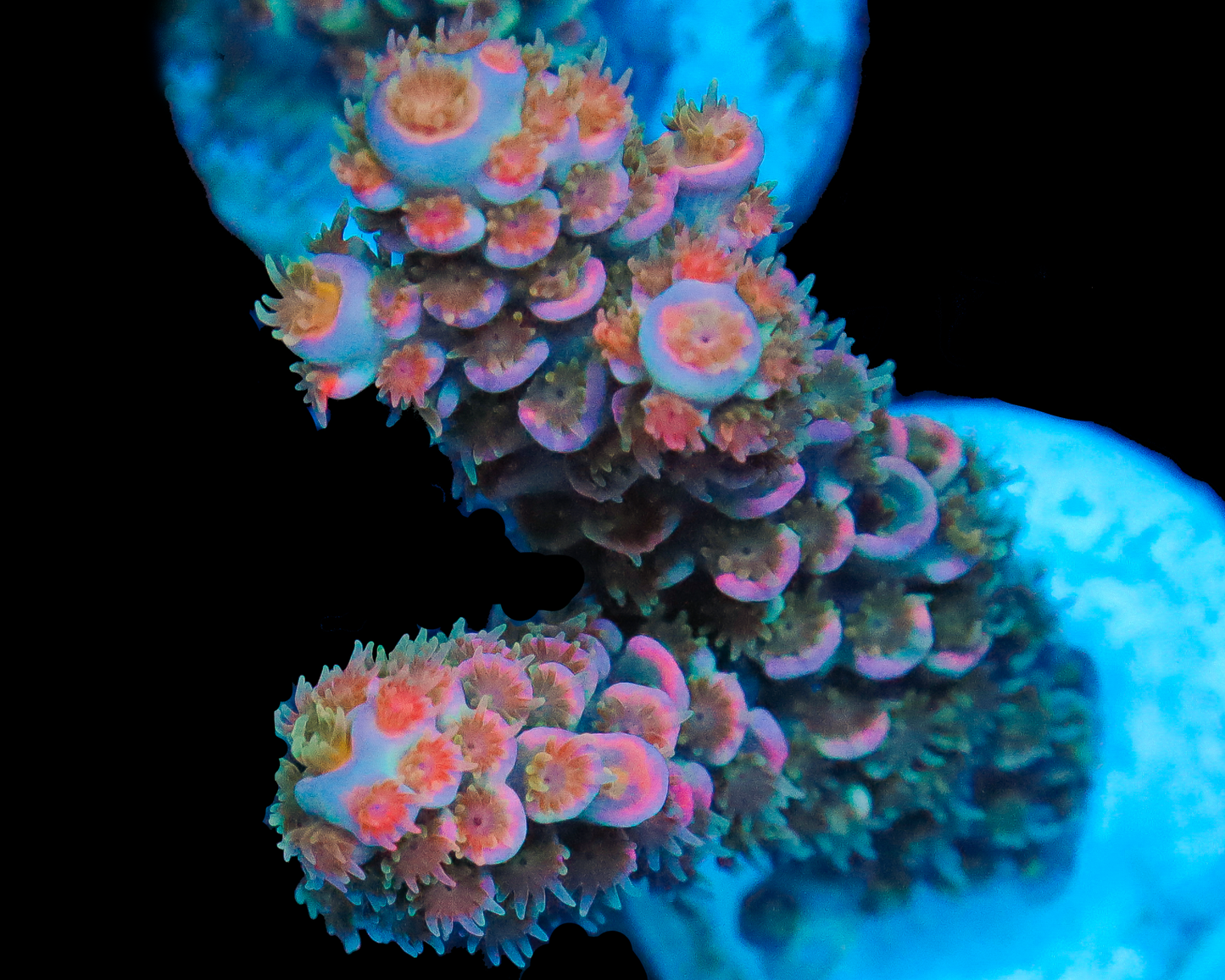 818'S FUZZY NAVEL TENUIS
