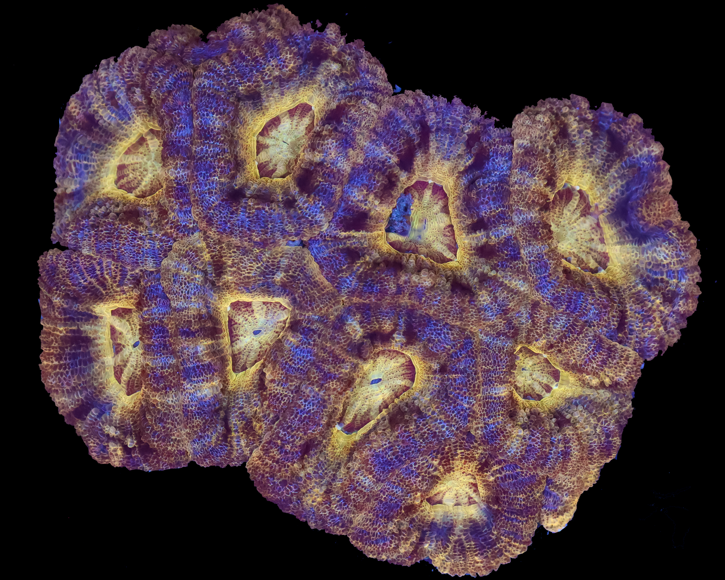ASIA ACAN COLONY