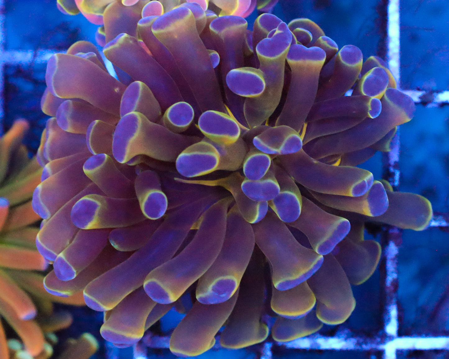 AQUACULTURED HOLOGRAM BRANCHING HAMMER