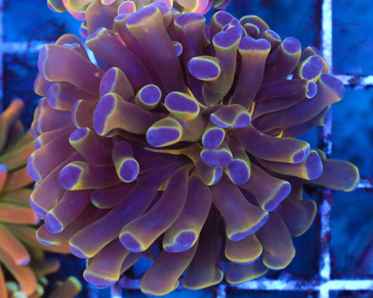 AQUACULTURED HOLOGRAM BRANCHING HAMMER