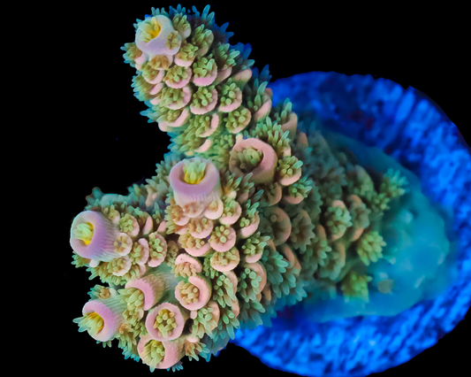 818'S SNOWBUNNY TENUIS