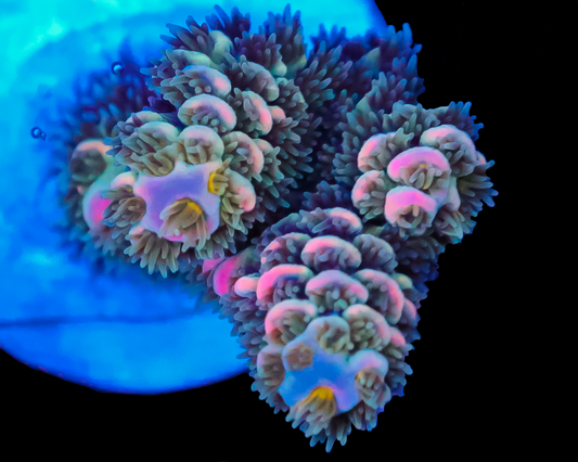 818'S PACIFIC PUNCH TENUIS