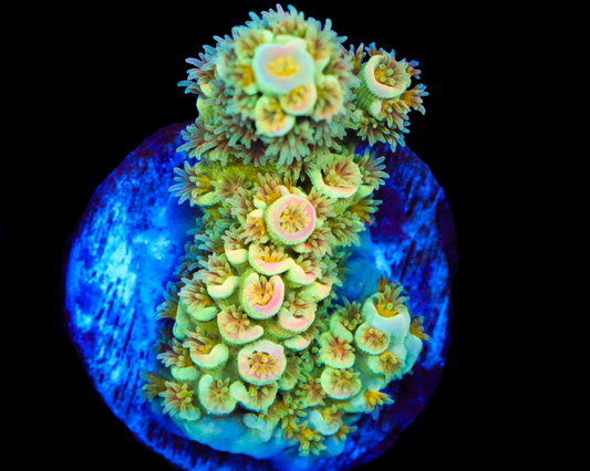 818'S SOUR PATCH TENUIS