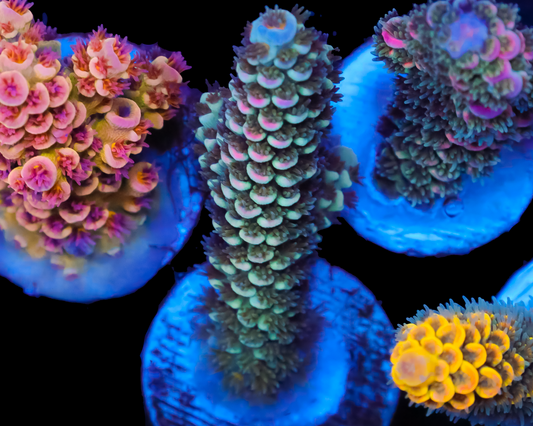 818'S MIDNIGHT DREAM TENUIS