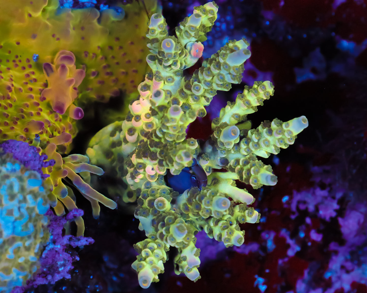 818'S GEMSTONE TENUIS