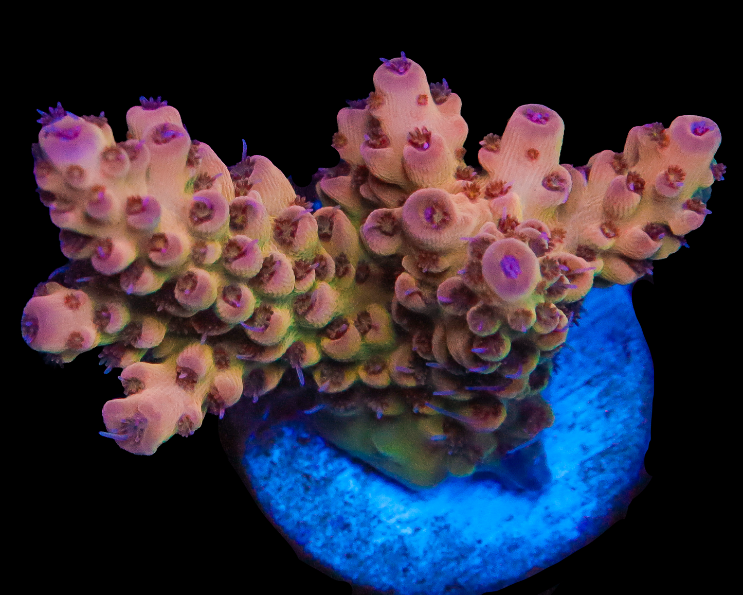 818'S CANDYLAND ACRO