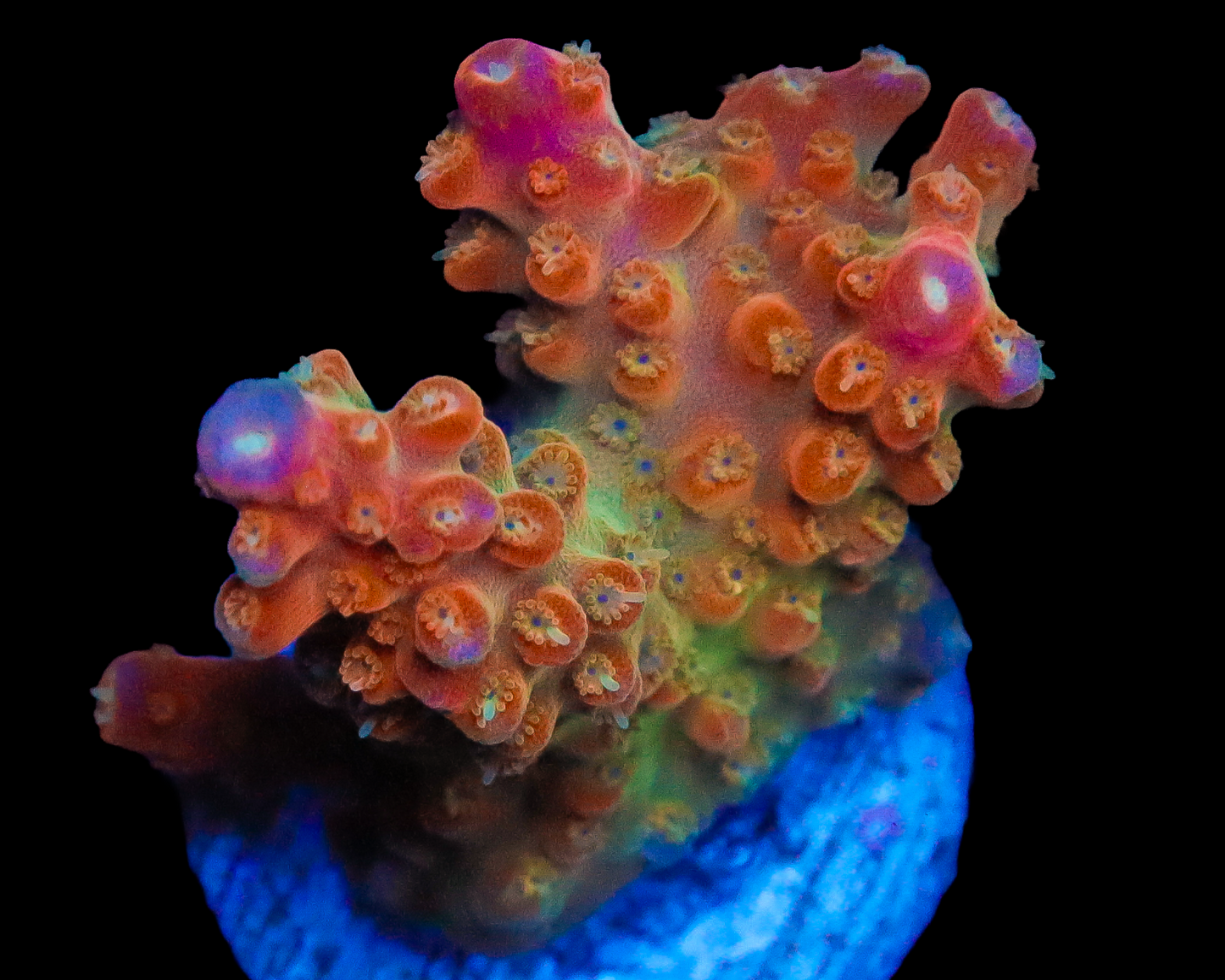 818'S SHOCKTART ACRO