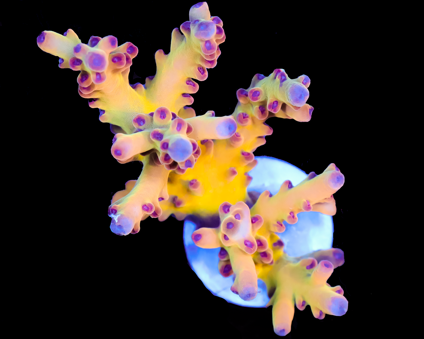 818'S CARIBBEAN DREAM LOKANI CHUNK