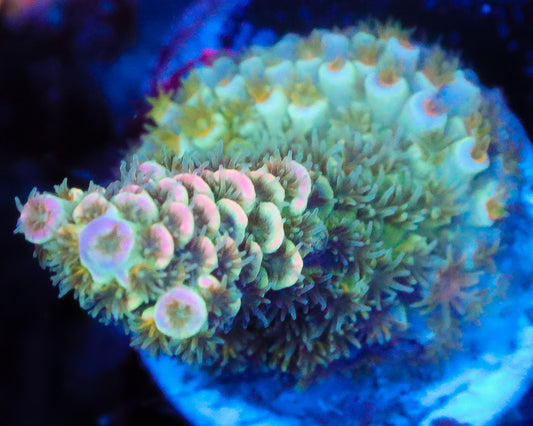 NEW RELEASE MALAYSIAN TENUIS