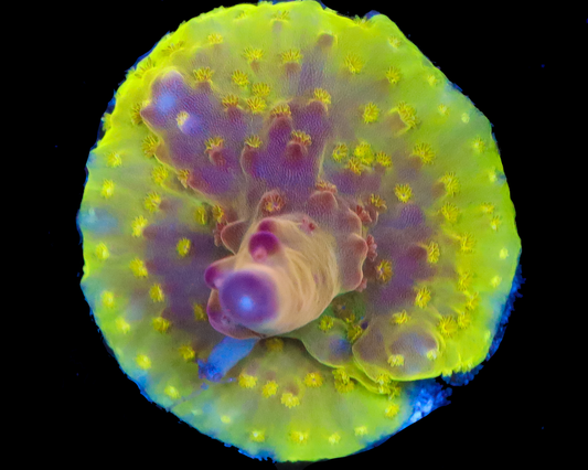 818'S NORTHERN LIGHTS GRANULOSA FULLY ENCRUSTED