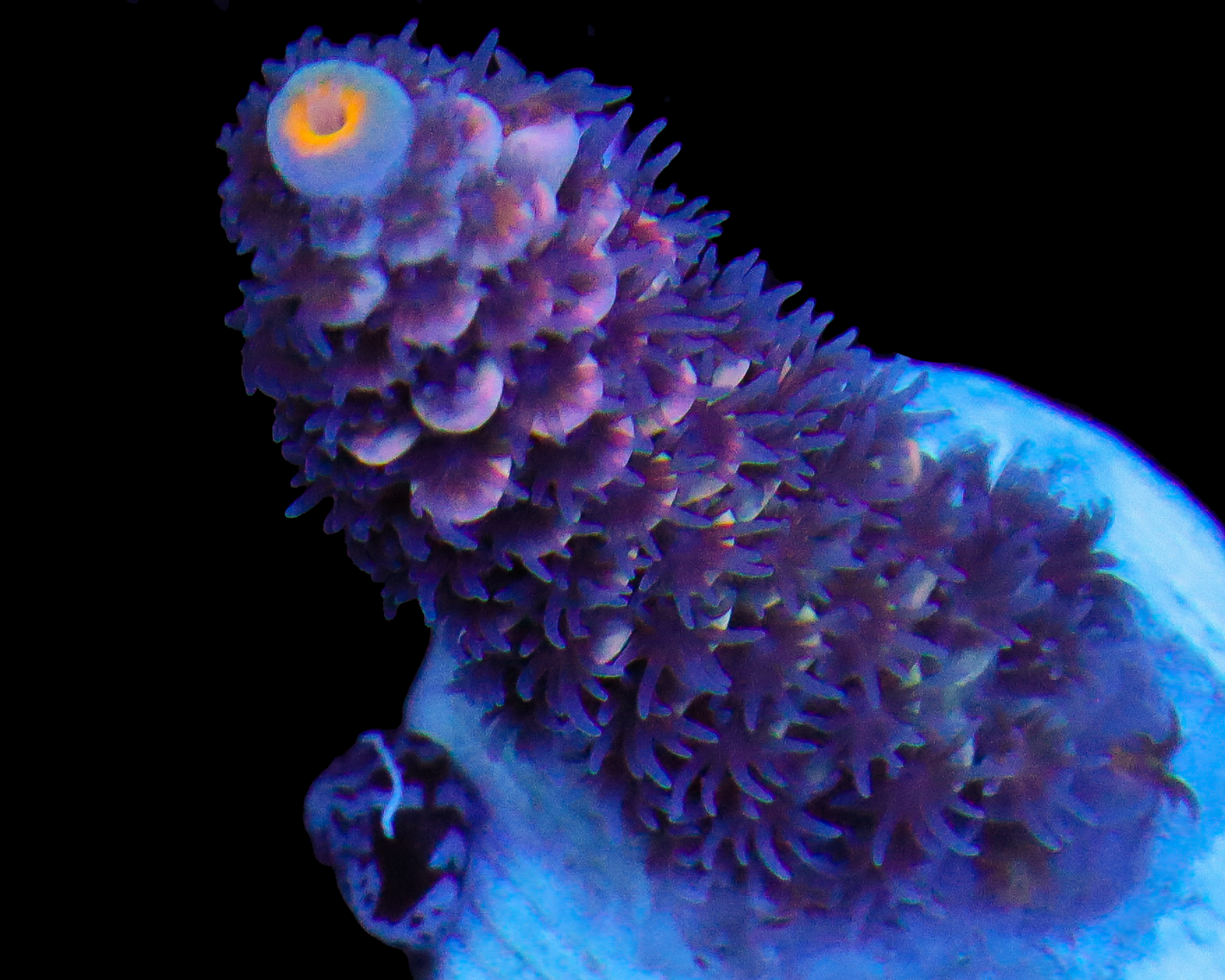 MALAYSIAN TENUIS