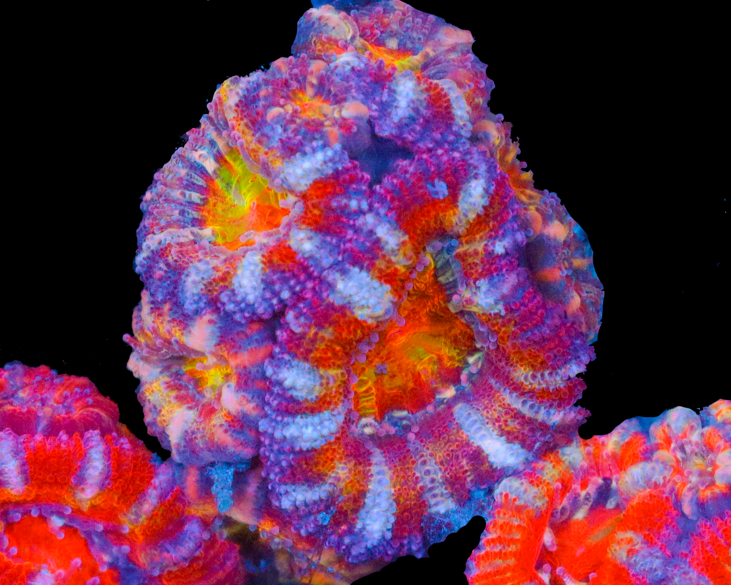 RAINBOW EYE ACAN TONS OF BABIES