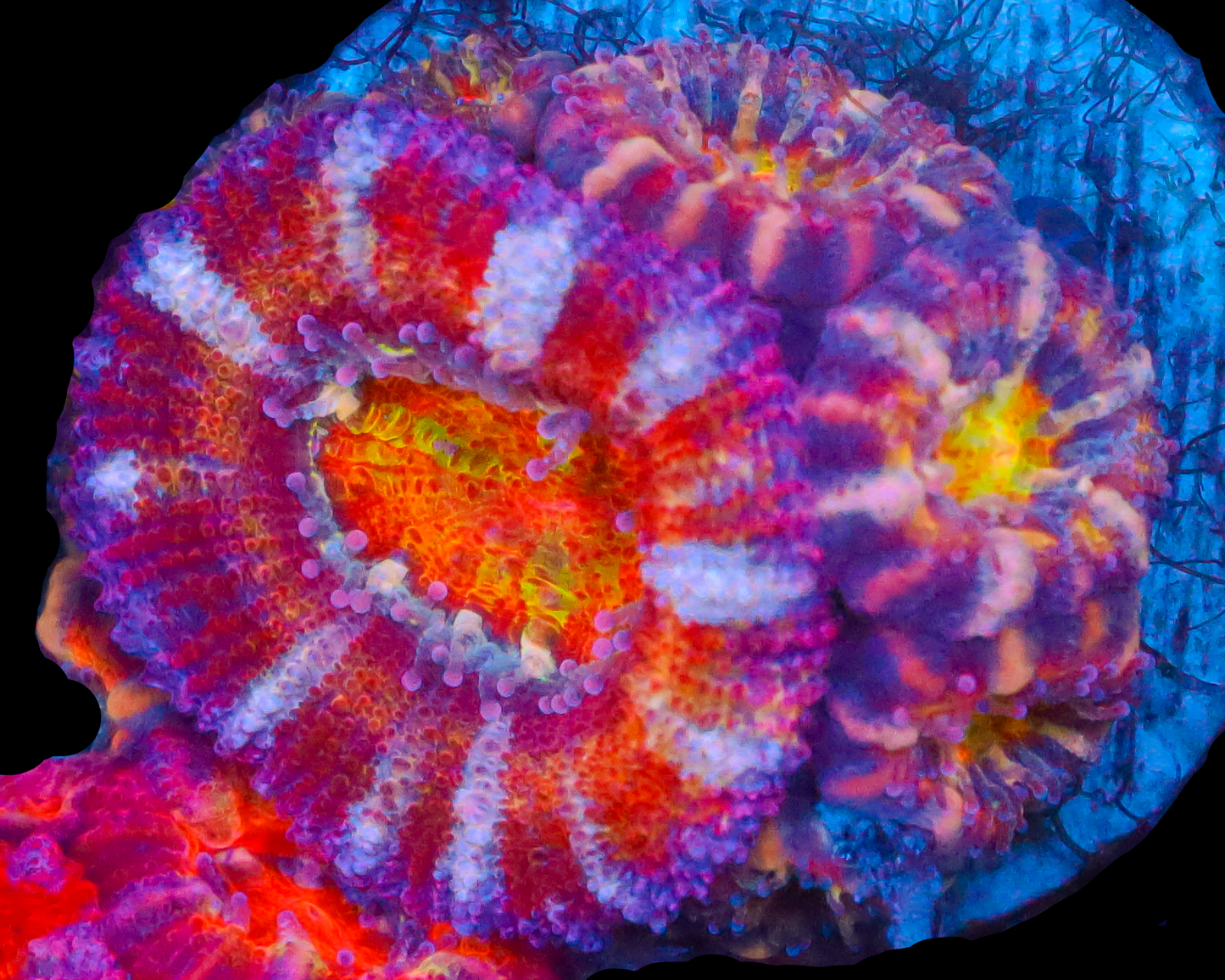 RAINBOW EYE ACAN TONS OF BABIES