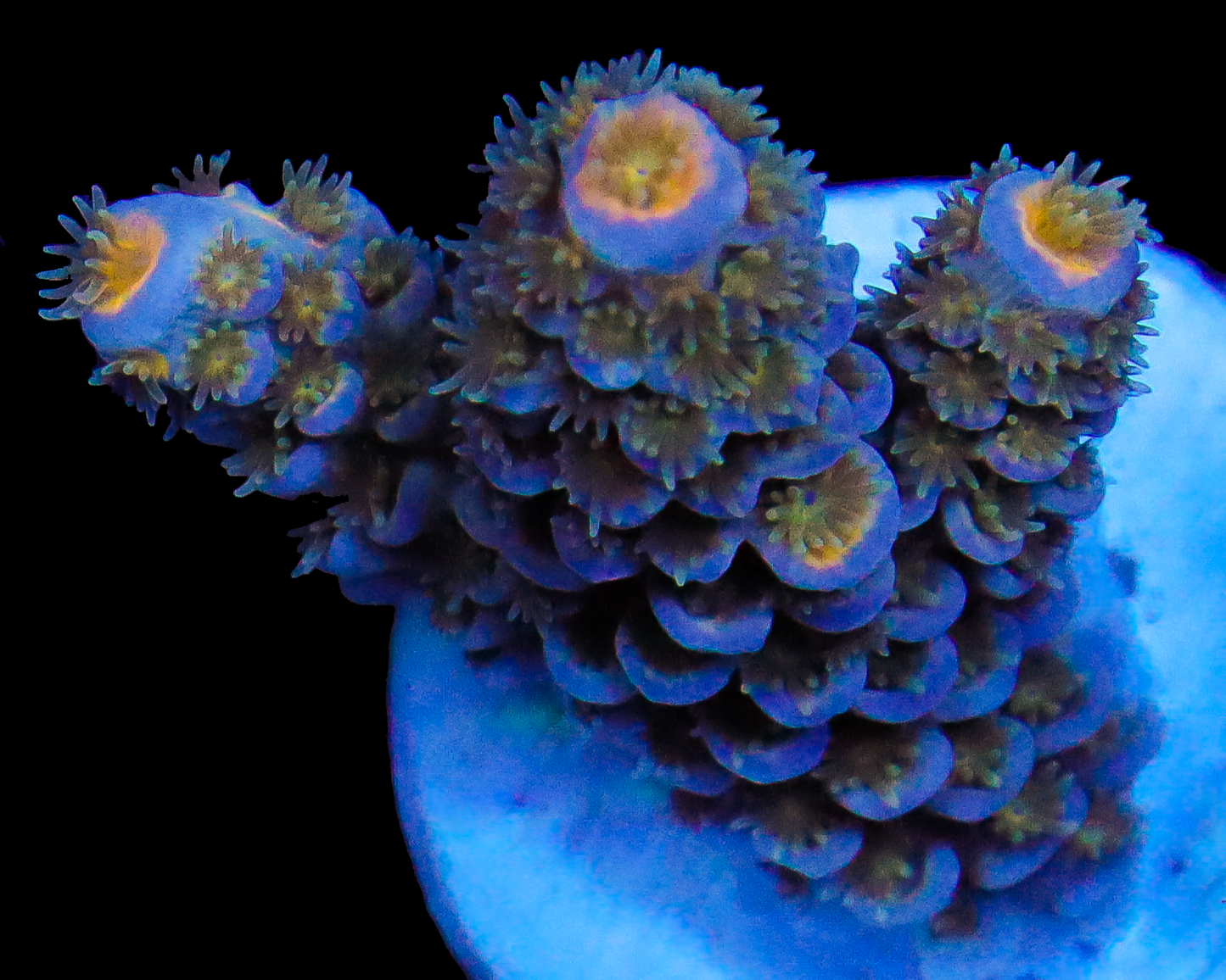 MALAYSIAN TENUIS