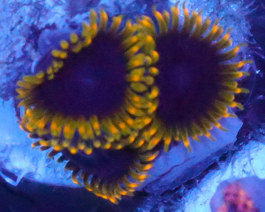 JOKER ZOAS