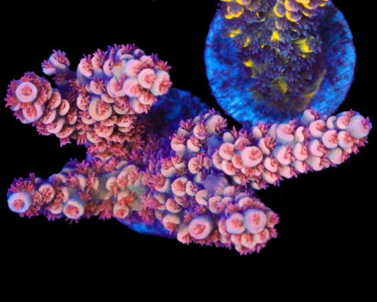 818'S RED EYE TENUIS CHUNK