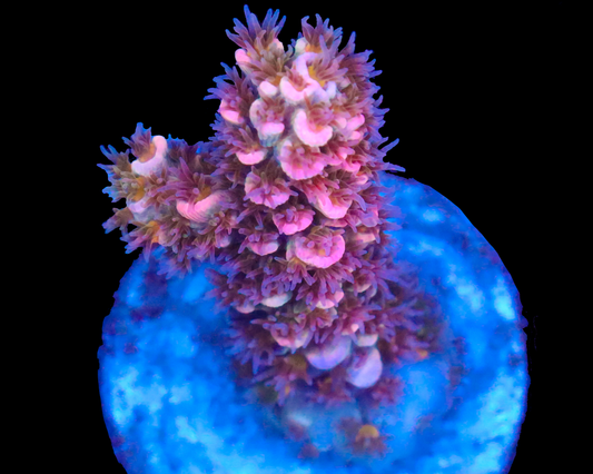 818'S APHRODITE TENUIS