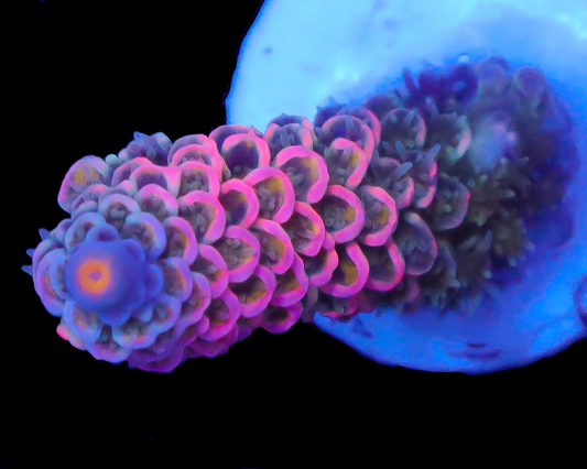 818'S BUBBLEBERRY TENUIS