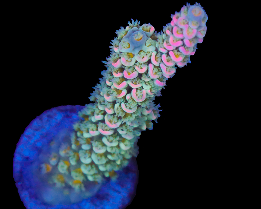 818'S BLUE FLAME TENUIS