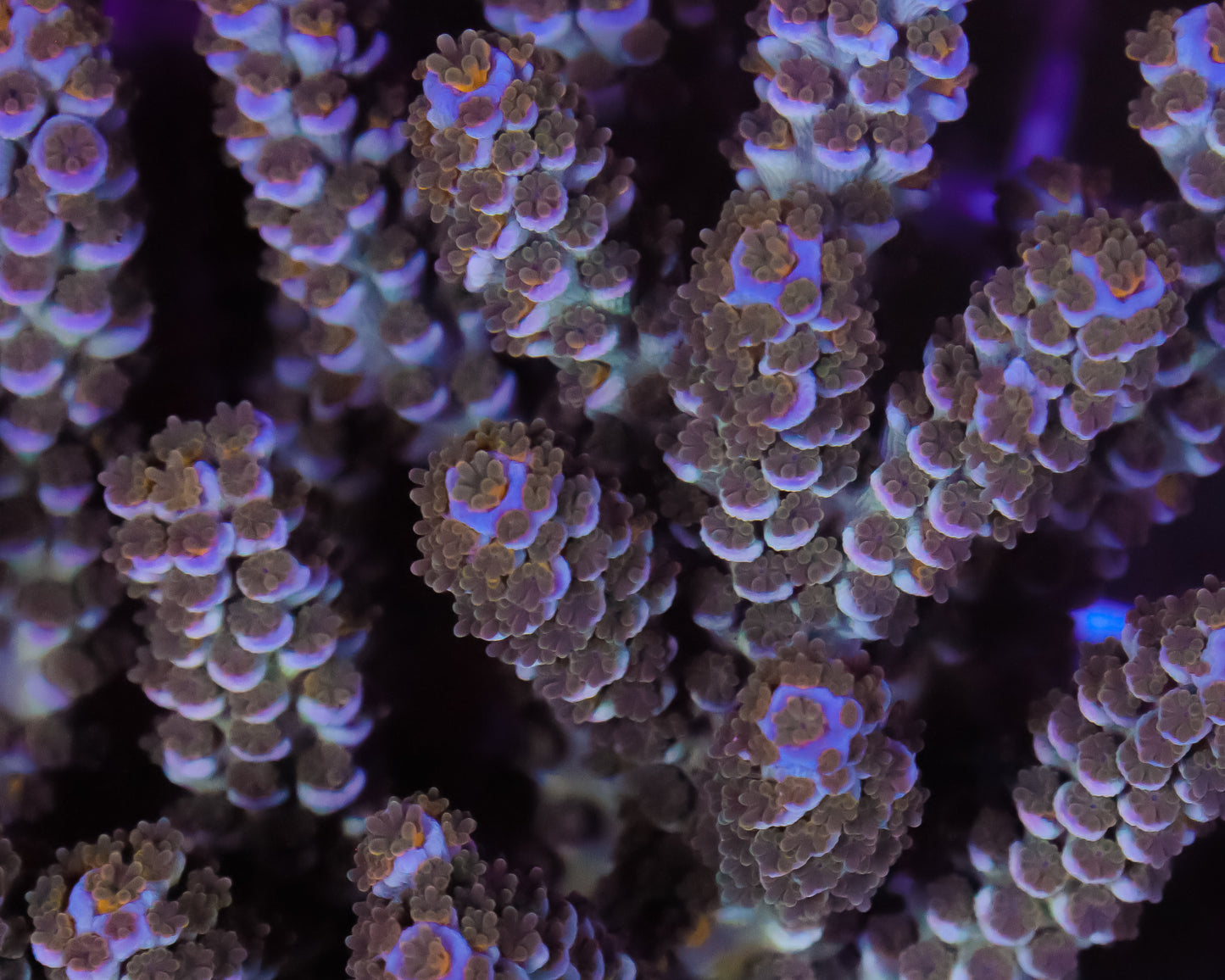 818'S CUPCAKE TENUIS