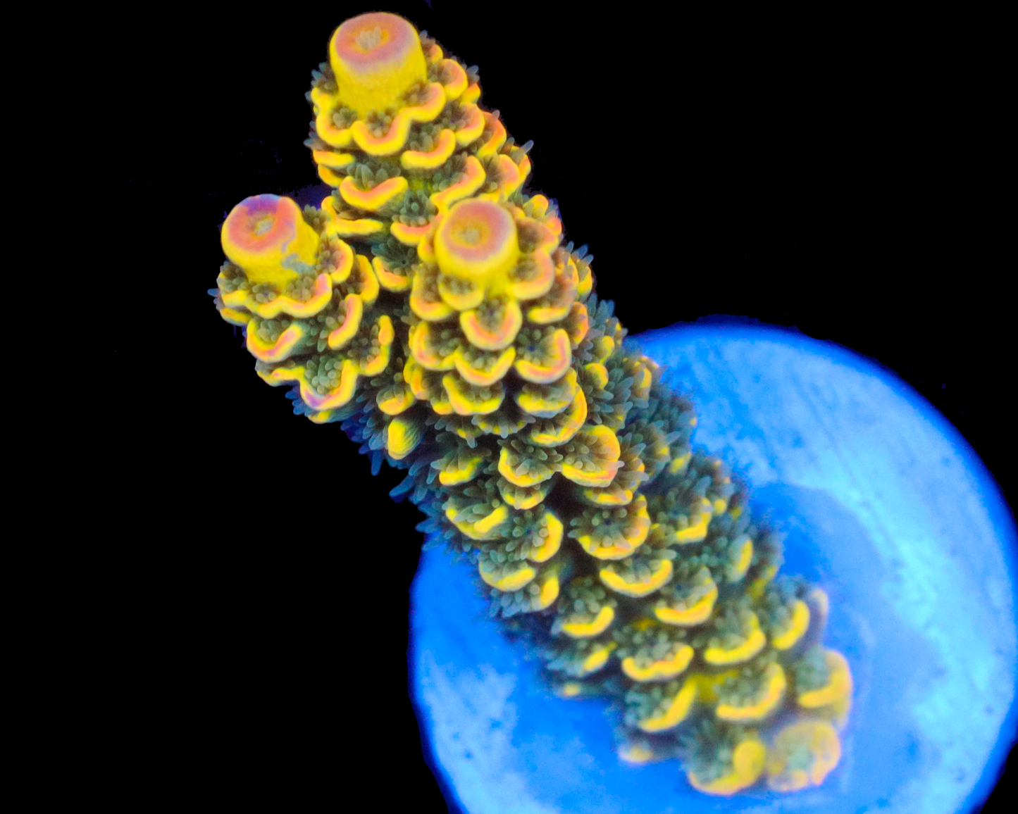 818'S PINEAPPLE SPLICE GRAFTED TENUIS