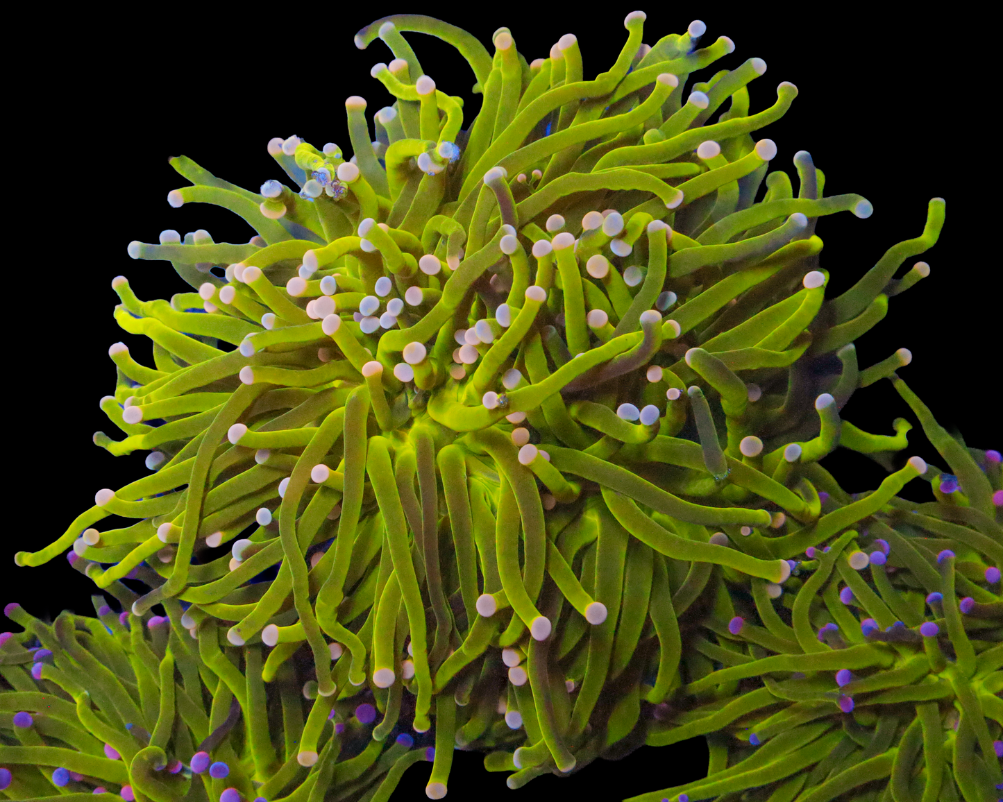 INDO TORCH CHUNKY