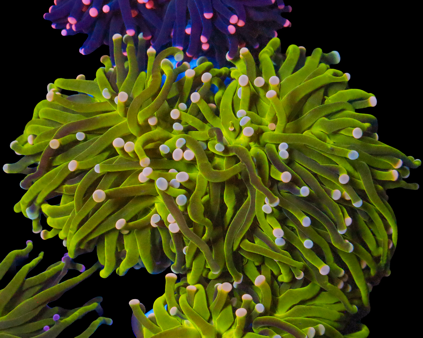 NEON INDO TORCH